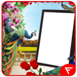 Peacock Insta DP icon