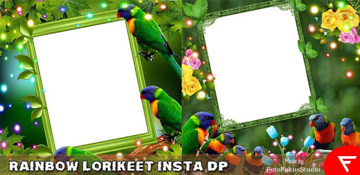 Rainbow Lorikeet Insta DP pc screenshot Rainbow Lorikeet Insta DP pc screenshot
