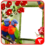 Rainbow Lorikeet Insta DP icon