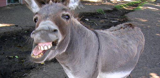Donkey pc screenshot