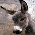 Donkey icon