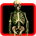 Skeleton On Screen icon