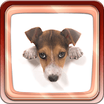 Cute Dogs icon