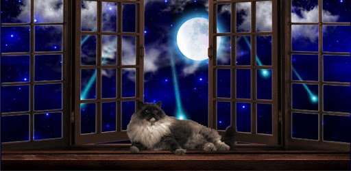 Cat Summer Night live wallpaper for PC - How to Install on Windows PC, Mac