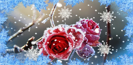 Winter Roses Screensaver Roses Snow Winter Live wallpaper for PC - How to Install on Windows PC, Mac