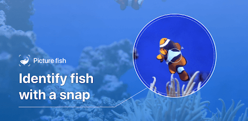 Picture Fish - Fish Identifier pc screenshot Picture Fish - Fish Identifier pc screenshot