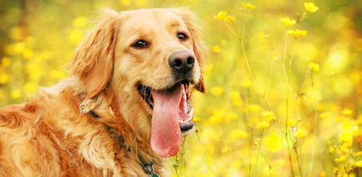 Golden Retriever Wallpaper pc screenshot