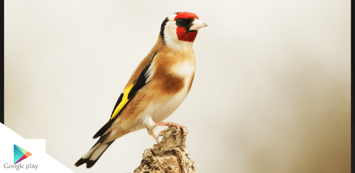 Goldfinch Master Mp3 pc screenshot Goldfinch Master Mp3 pc screenshot