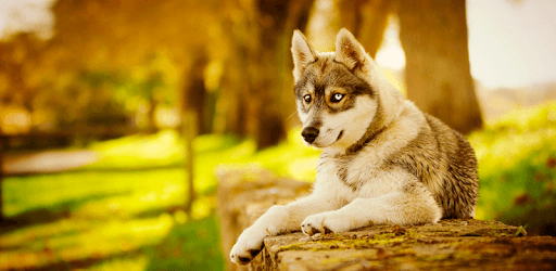 Husky dog Wallpapers FullHD (backgrounds & themes) pc screenshot Husky dog Wallpapers FullHD (backgrounds & themes) pc screenshot
