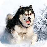 Husky dog Wallpapers FullHD (backgrounds & themes) icon