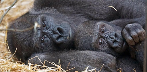 Gorilla Wallpaper pc screenshot