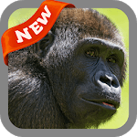 Gorilla Wallpaper icon