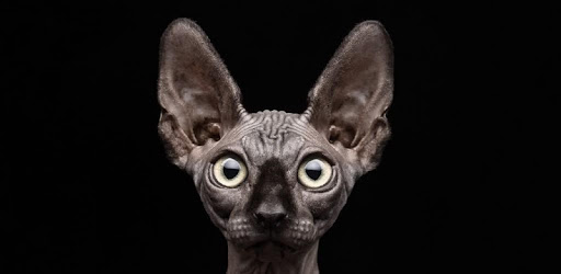 Sphynx Cat Live Wallpaper pc screenshot Sphynx Cat Live Wallpaper pc screenshot