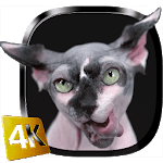 Sphynx Cat Live Wallpaper icon