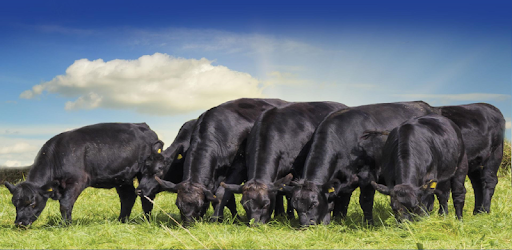 Cattle Market Mobile pc screenshot Cattle Market Mobile pc screenshot