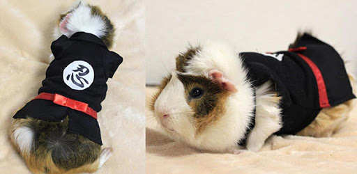 Guinea Pig Clothes pc screenshot Guinea Pig Clothes pc screenshot