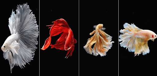 HD Betta Fish Wallpapers pc screenshot HD Betta Fish Wallpapers pc screenshot