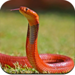 Snake Wallpaper icon