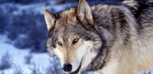 Night Wolf HD Wallpaper pc screenshot Night Wolf HD Wallpaper pc screenshot