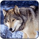 Night Wolf HD Wallpaper icon