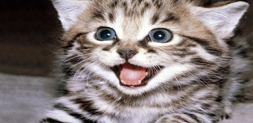 Cute Kitten Wallpaper pc screenshot Cute Kitten Wallpaper pc screenshot