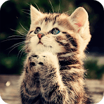 Cute Kitten Wallpaper for pc icon Cute Kitten Wallpaper for pc icon