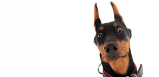 Sounds of dogs - play, tease, teach the dog pc screenshot Sounds of dogs - play, tease, teach the dog pc screenshot