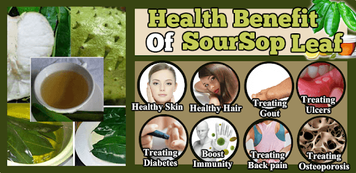 Health Benefit Of Soursop+Leaf pc screenshot Health Benefit Of Soursop+Leaf pc screenshot