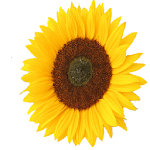 Flower Battery Indicator icon