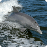 Dolphins & Whales - Wallpapers icon