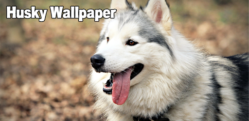Husky Wallpaper pc screenshot