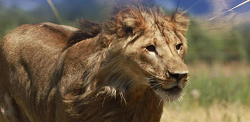 Real Lion Simulator 2017 pc screenshot