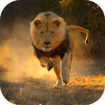 Real Lion Simulator 2017 icon