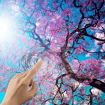 Japanese Sakura Garden icon