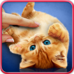 Purring cats, live wallpaper icon