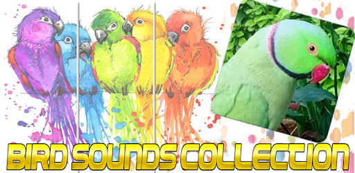 Indian Ringneck Parrot : Indian Ringneck Talking pc screenshot Indian Ringneck Parrot : Indian Ringneck Talking pc screenshot