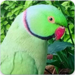 Indian Ringneck Parrot : Indian Ringneck Talking icon
