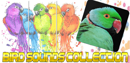 Rose Ringed Parakeet Call :Ringneck Parrot Talking pc screenshot Rose Ringed Parakeet Call :Ringneck Parrot Talking pc screenshot