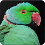 Rose Ringed Parakeet Call :Ringneck Parrot Talking for pc icon Rose Ringed Parakeet Call :Ringneck Parrot Talking for pc icon