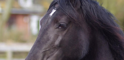 Black horse Wallpapers pc screenshot Black horse Wallpapers pc screenshot