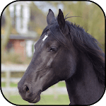 Black horse Wallpapers icon