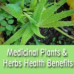 Medicinal Plants & Herbs Health Benefits and Uses for pc icon Medicinal Plants & Herbs Health Benefits and Uses for pc icon