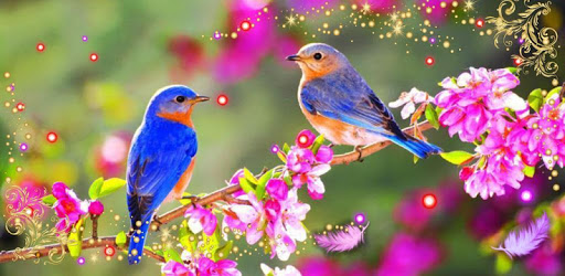 Beauty Birds live wallpaper pc screenshot Beauty Birds live wallpaper pc screenshot
