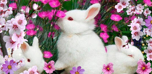 Funny Bunnies live wallpaper pc screenshot Funny Bunnies live wallpaper pc screenshot