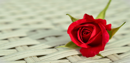 Roses Images,Love Rose flower Images,Rose Red pc screenshot