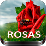 Roses Images,Love Rose flower Images,Rose Red icon