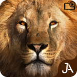 Safari: Evolution icon