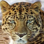 HD Animals Wallpapers icon