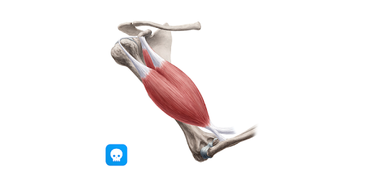 Daily Anatomy: Flashcard Quizzes to Learn Anatomy pc screenshot