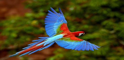 Birds sounds ringtones best pc screenshot Birds sounds ringtones best pc screenshot